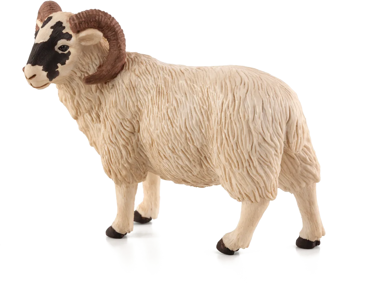 Mojo Ram, Black Head - image 1